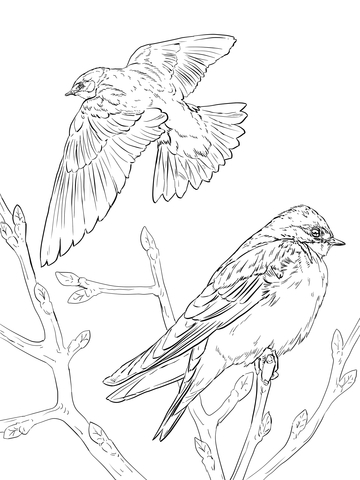 Realistic Tree Swallows Coloring Page